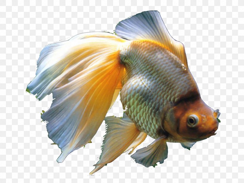 Common Goldfish Veiltail Koi Aquarium, PNG, 1024x768px, Common Goldfish, Aquarium, Bony Fish, Common Carp, Crucian Carp Download Free