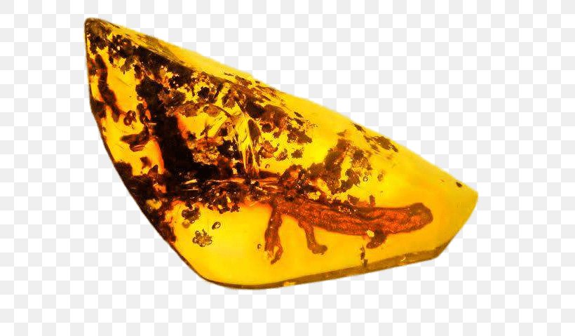 Salamanders In Folklore Amber Fire Salamander Warhammer 40,000, PNG, 639x479px, Salamander, Amber, Amphibian, Fire Salamander, Fire Salamanders Download Free