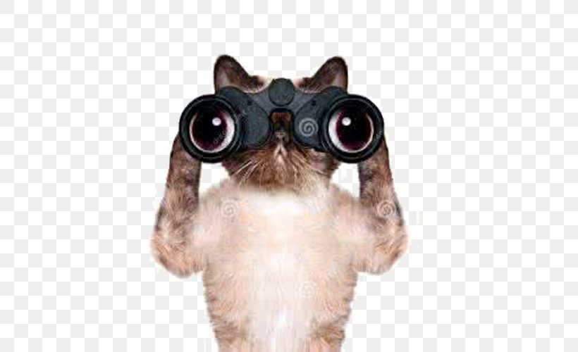 Dachshund Cat Kitten Binoculars Stock Photography, PNG, 500x500px, Dachshund, Binoculars, Carnivoran, Cat, Cat Like Mammal Download Free