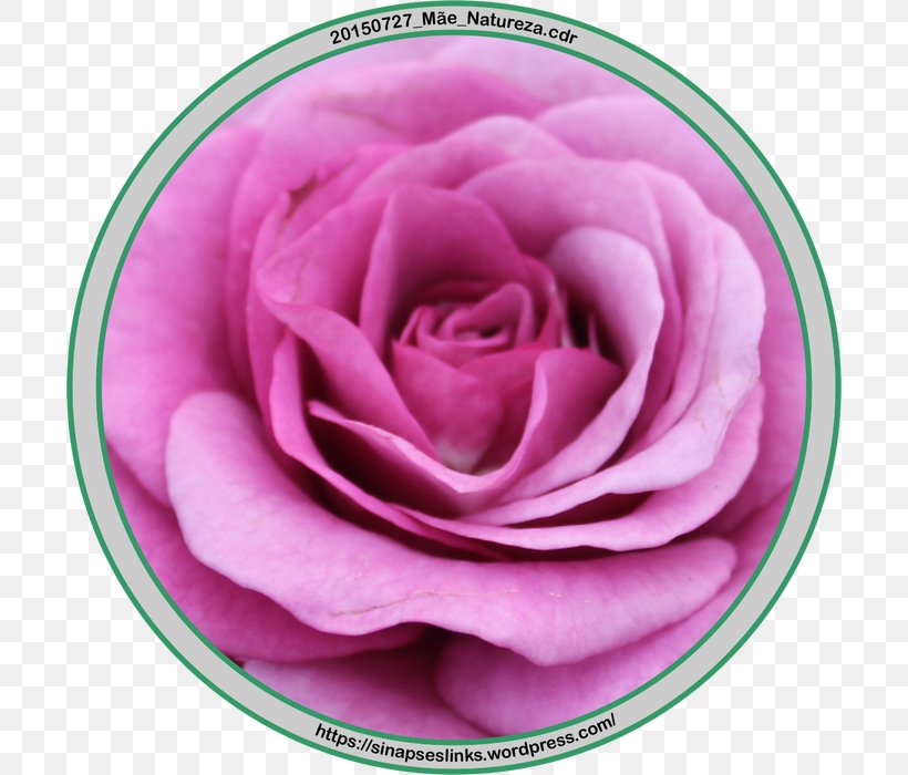 Garden Roses Cabbage Rose Petal Close-up, PNG, 700x700px, Garden Roses, Cabbage Rose, Closeup, Flower, Garden Download Free