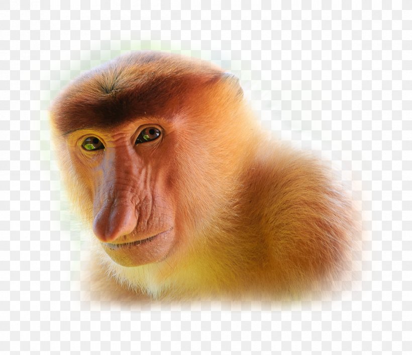 Proboscis Monkey Javan Surili Javan Lutung, PNG, 1200x1037px, Proboscis Monkey, Blackshanked Douc, Close Up, Fauna, Gray Langur Download Free