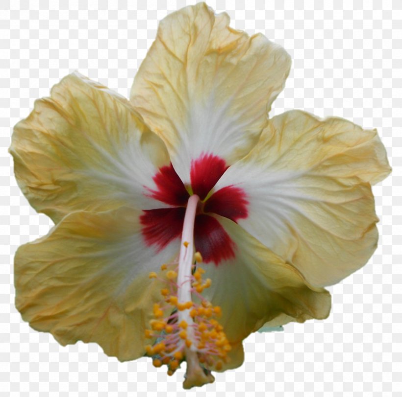 Shoeblackplant Hibiscus, PNG, 897x888px, Shoeblackplant, Chinese Hibiscus, Flower, Flowering Plant, Hibiscus Download Free