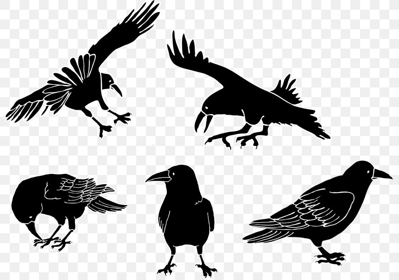 American Crow Drawing Cartoon, PNG, 800x576px, American Crow, Beak, Bird, Black And White, Cartoon Download Free
