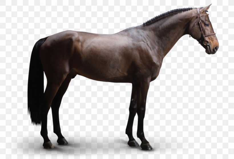 Arabian Horse Dutch Warmblood Stallion Howrse Foal, PNG, 848x577px, Arabian Horse, American Paint Horse, Breed, Bridle, Colt Download Free
