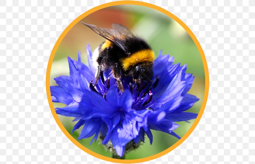 Bumblebee Honey Bee Insect New Zealand, PNG, 528x528px, Bumblebee, Arthropod, Bee, Beekeeping, Flower Download Free