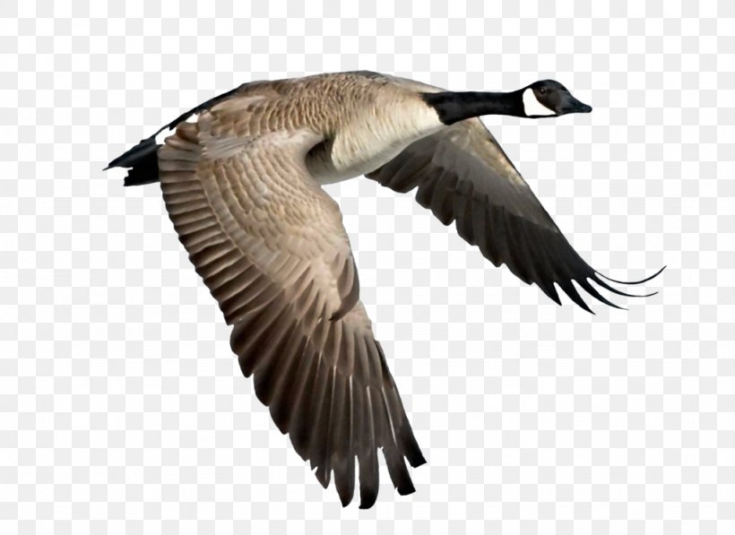 Canada Goose Bird Duck, PNG, 1024x746px, Canada, Beak, Bird, Bird Migration, Branta Download Free