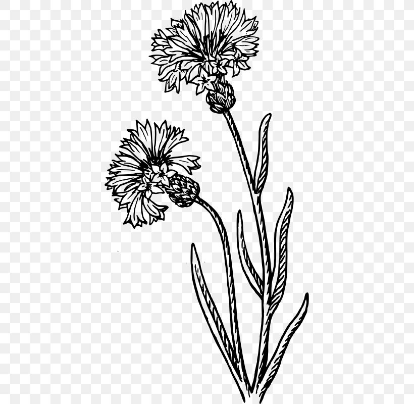 Cornflower Drawing Watercolor Painting, PNG, 405x800px, Cornflower, Artwork, Black And White, Botanical Illustration, Branch Download Free