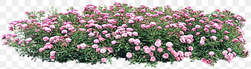 Flower Flowering Plant Plant Cut Flowers Pink, PNG, 2000x552px, Watercolor, Cut Flowers, Flower, Flowering Plant, Groundcover Download Free