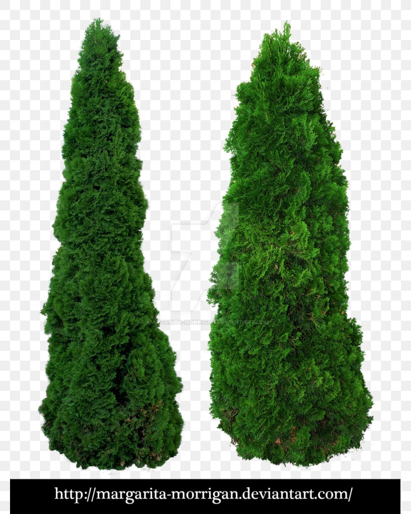 Plant Fir Tree Shrub Cupressus, PNG, 779x1026px, Plant, Biome, Box, Christmas Tree, Conifer Download Free