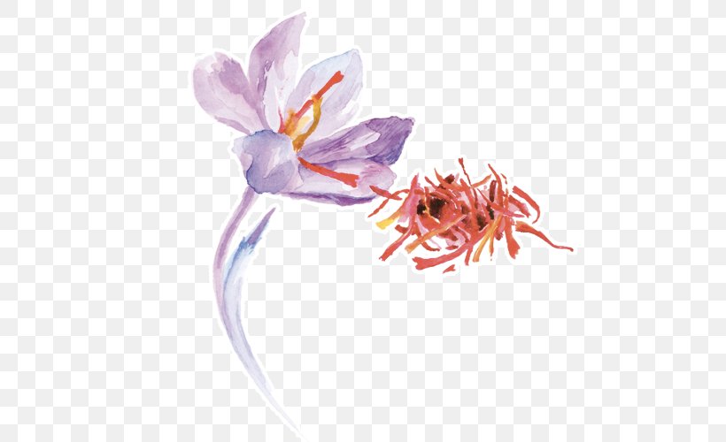 Saffron Stock Photography Royalty-free, PNG, 500x500px, Saffron, Crocus, Flower, Flowering Plant, Herb Download Free