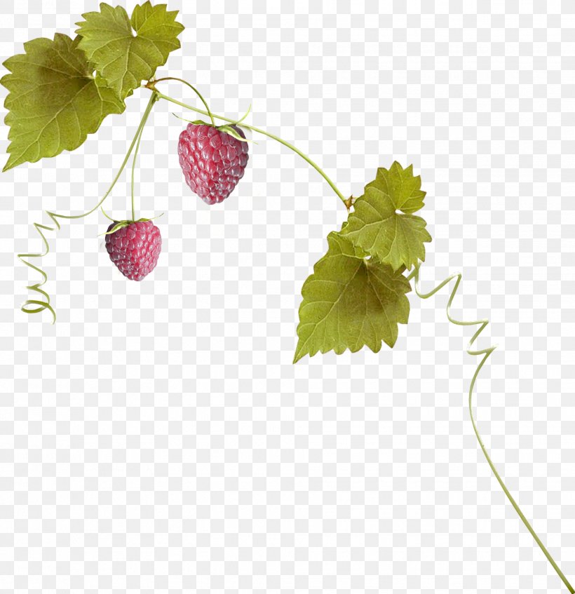 Strawberry Aedmaasikas, PNG, 1936x2000px, Strawberry, Aedmaasikas, Auglis, Branch, Fragaria Download Free