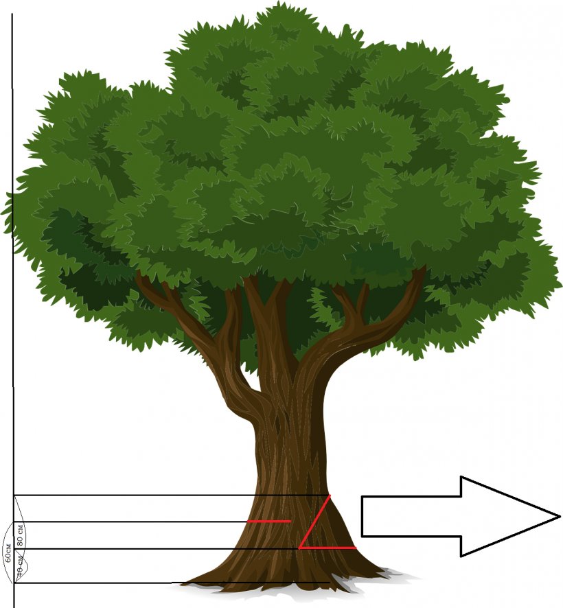 Tree Branch Clip Art, PNG, 1184x1280px, Tree, Arborist, Arecaceae, Branch, Deciduous Download Free