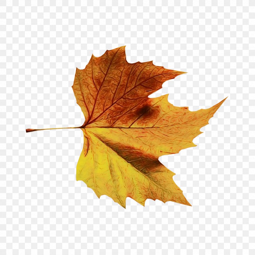 Autumn Leaves Watercolor, PNG, 1600x1599px, Watercolor, Autumn, Autumn Leaf Color, Beech, Black Maple Download Free
