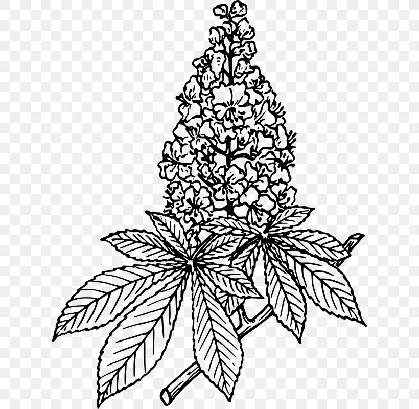 European Horse-chestnut European Horse-chestnut Clip Art, PNG, 616x800px, Horse, Black And White, Branch, Chestnut, Christmas Tree Download Free