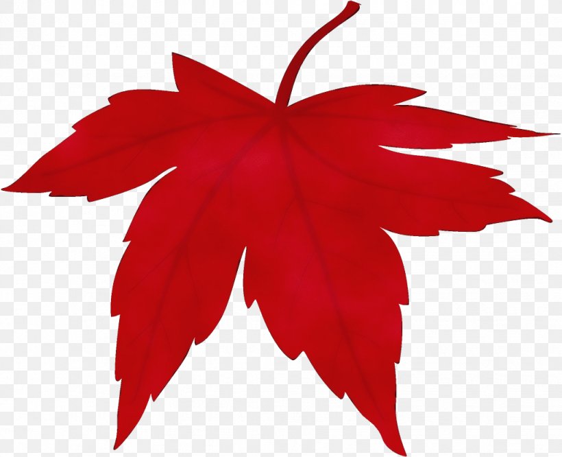 Maple Leaf, PNG, 1028x836px, Watercolor, Leaf, Maple, Maple Leaf, Paint Download Free