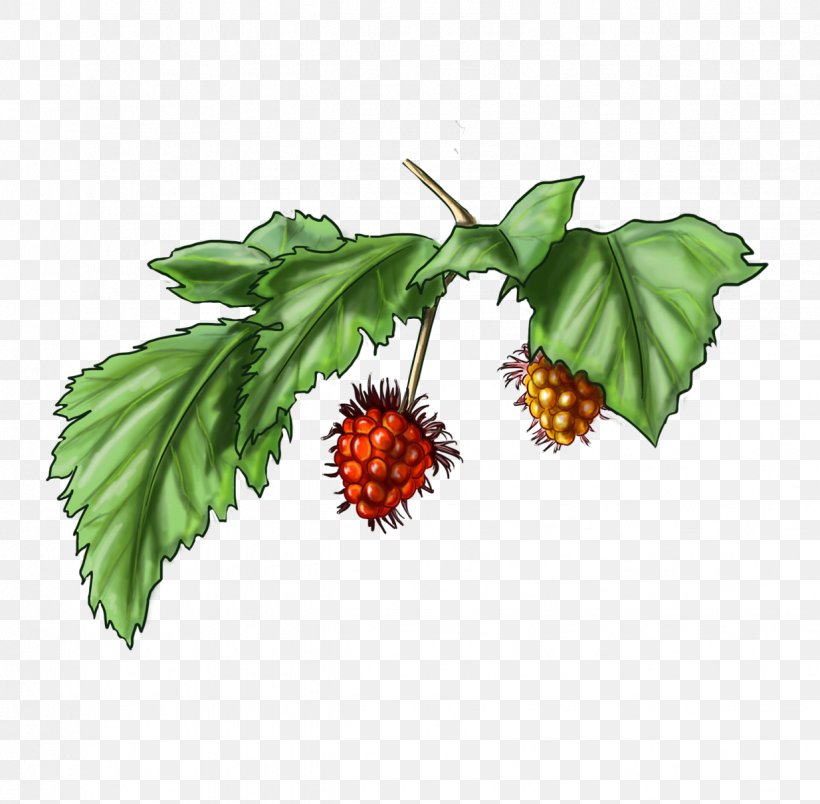 Brambles Salmonberry Drawing Keyword Tool Fruit, PNG, 1234x1210px, Brambles, Aquifoliaceae, Art, Art Blog, Berry Download Free