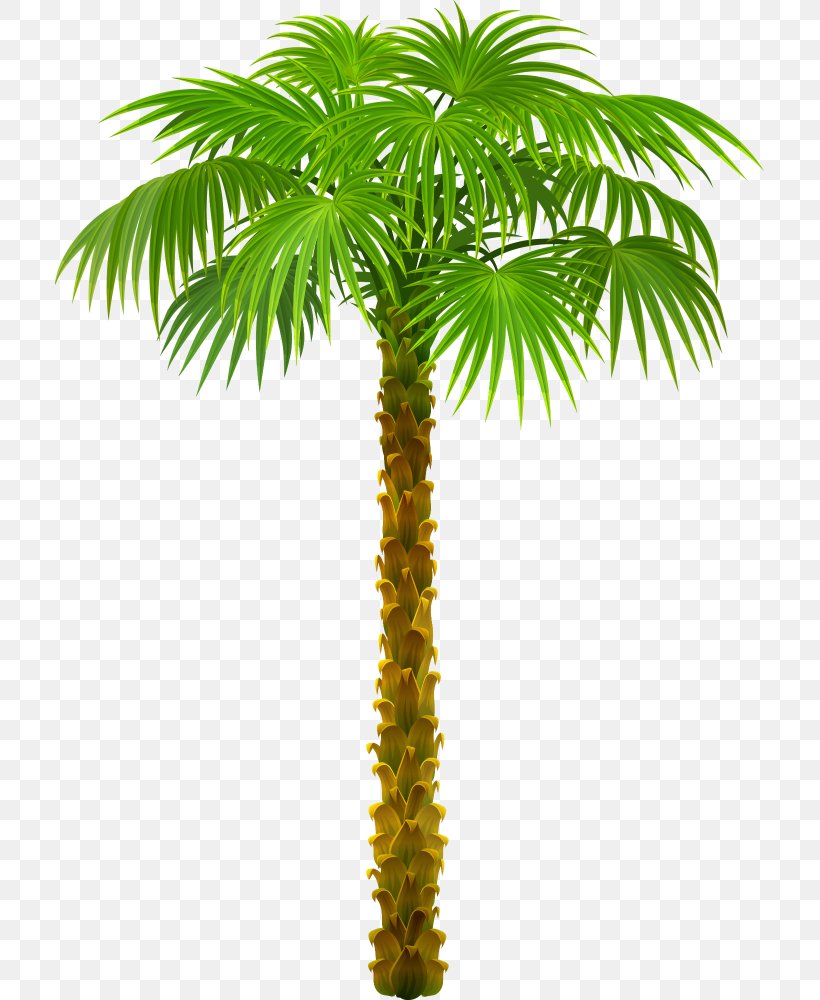 Arecaceae Tree California Palm Clip Art, PNG, 709x1000px, Arecaceae, Areca Nut, Arecales, Attalea Speciosa, Borassus Flabellifer Download Free