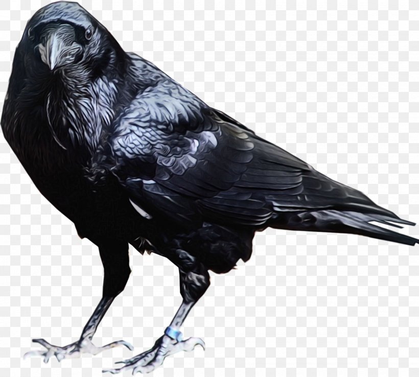 Cartoon Bird, PNG, 1630x1468px, Common Raven, American Crow, Beak, Bird, Blackbird Download Free