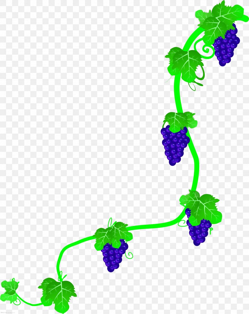Common Grape Vine Wine Rattan, PNG, 2866x3616px, Common Grape Vine, Branch, Flora, Floral Design, Flower Download Free