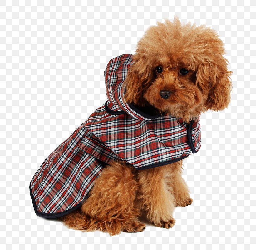 Dog Puppy Raincoat Hoodie Clothing, PNG, 800x800px, Dog, Carnivoran, Cavapoo, Clothing, Clothing Accessories Download Free