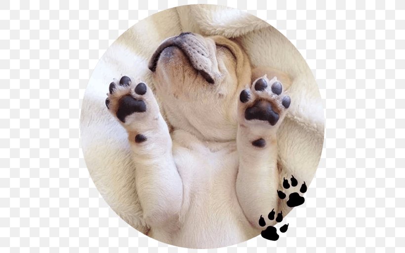 French Bulldog Puppy Paw Cuteness, PNG, 512x512px, French Bulldog, Animal, Animal Welfare, Bulldog, Camel Like Mammal Download Free