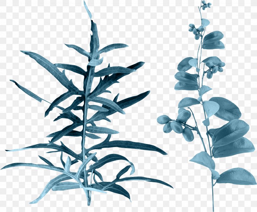 Leaf Clip Art Image Branch, PNG, 2854x2353px, Leaf, Botany, Branch, Delphinium, Flower Download Free