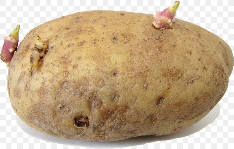Russet Burbank Potato Pests Sprouting Sweet Potato Nightshade, PNG, 2308x1466px, Russet Burbank, Bell Pepper, Eggplant, Food, Nightshade Download Free