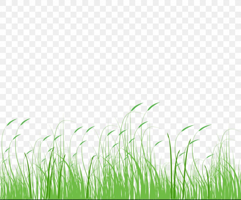 Setaria Viridis Green Meadow Grass, PNG, 2207x1835px, Setaria Viridis, Bluegrass, Computer, Google Images, Grass Download Free