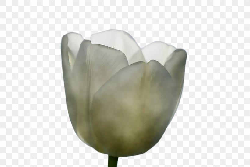 White Lily Flower, PNG, 2448x1632px, Tulip, Anthurium, Blossom, Flora, Flower Download Free
