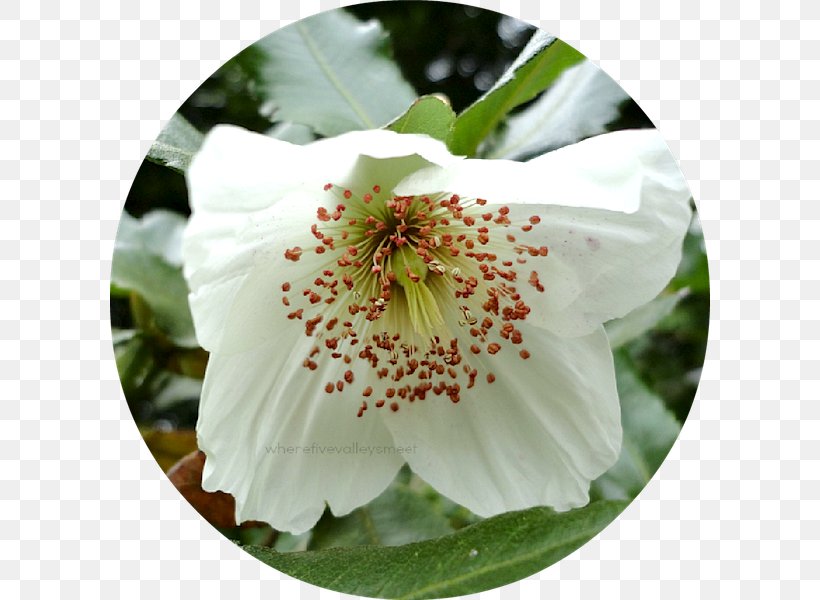 Flowering Plant, PNG, 600x600px, Flowering Plant, Blossom, Flower, Petal, Plant Download Free
