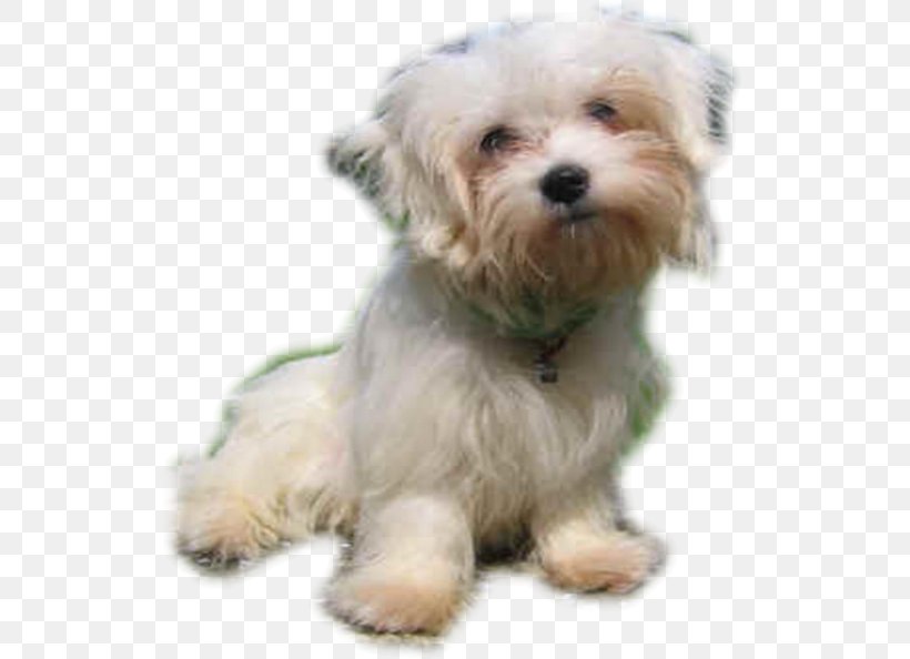 Maltese Dog Havanese Dog Little Lion Dog Bolonka Morkie, PNG, 525x594px, Maltese Dog, Bichon, Bolonka, Breed, Carnivoran Download Free