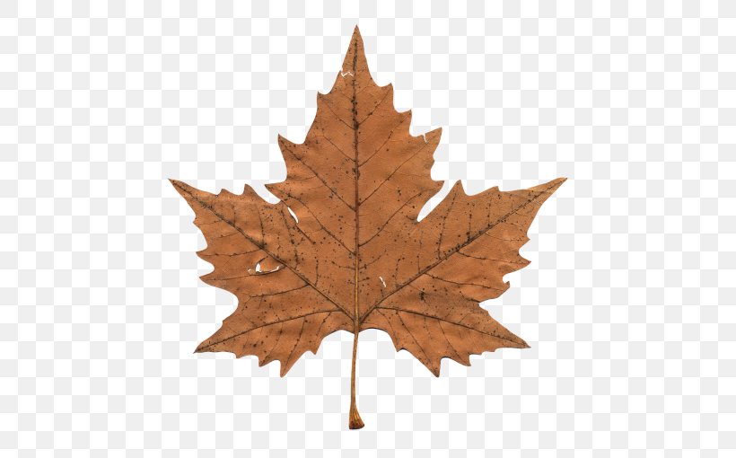 Maple Leaf Canada Clip Art, PNG, 500x510px, Maple Leaf, Autumn Leaf Color, Big Maple Leaf, Canada, Leaf Download Free