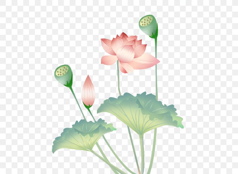 Nelumbo Nucifera Lotus Effect Leaf, PNG, 500x600px, Nelumbo Nucifera, Aquatic Plant, Bud, Coreldraw, Cut Flowers Download Free