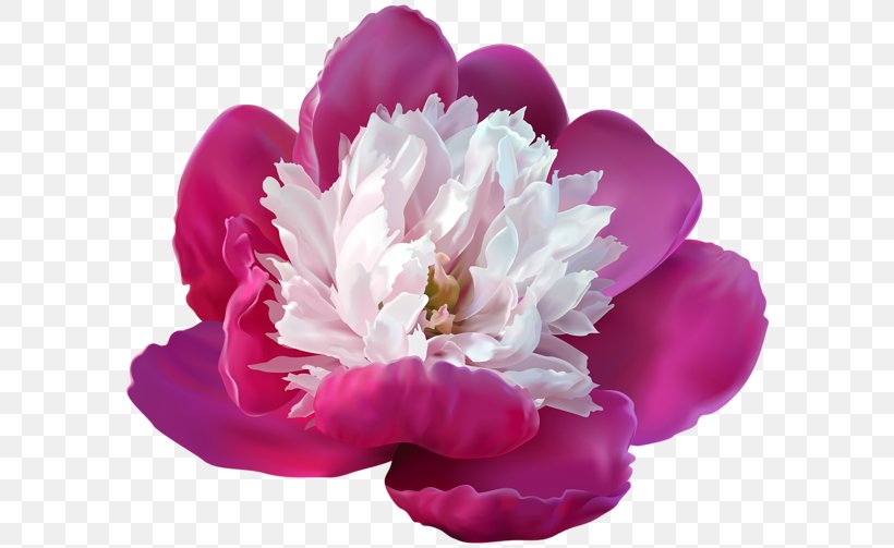 Peony Lossless Compression Clip Art, PNG, 600x503px, Peony, Color, Conifer Cone, Data, Flower Download Free