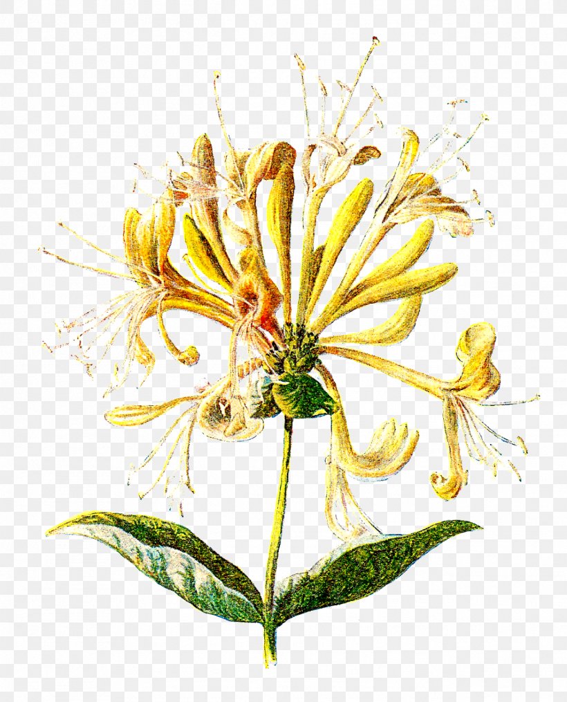 Wildflower Lonicera Hispidula Clip Art, PNG, 1292x1600px, Flower, Cut Flowers, Flora, Floral Design, Floristry Download Free