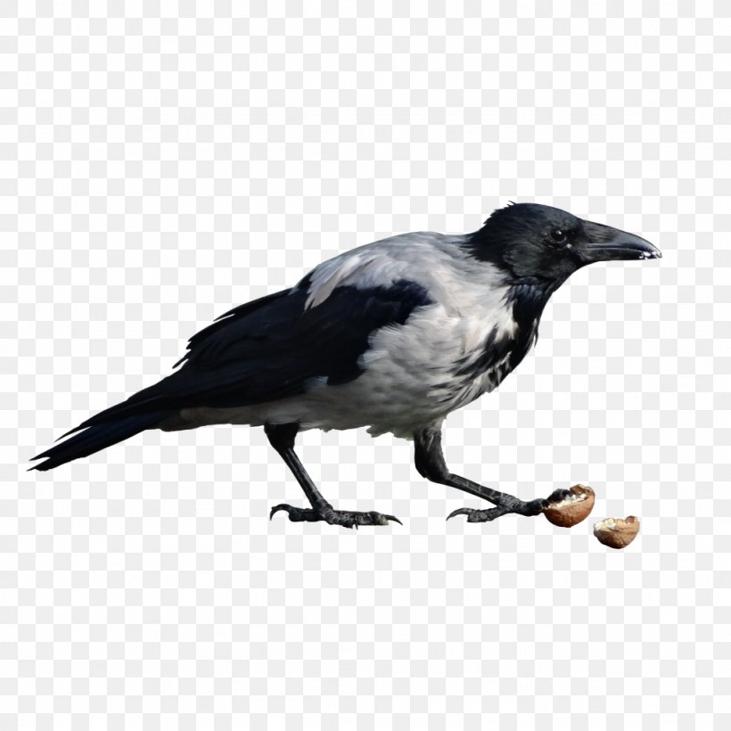 American Crow Eurasian Magpie Wild Boar Ochota, PNG, 1024x1024px, American Crow, Beak, Bird, Crow, Crow Like Bird Download Free