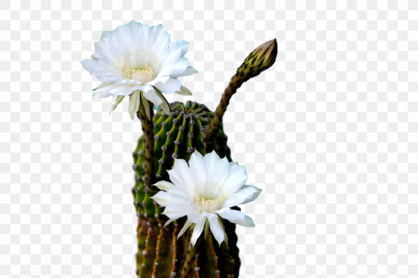 Cactus, PNG, 1920x1280px, Largeflowered Cactus, Biology, Cactus, Echinocereus, Flowerpot Download Free
