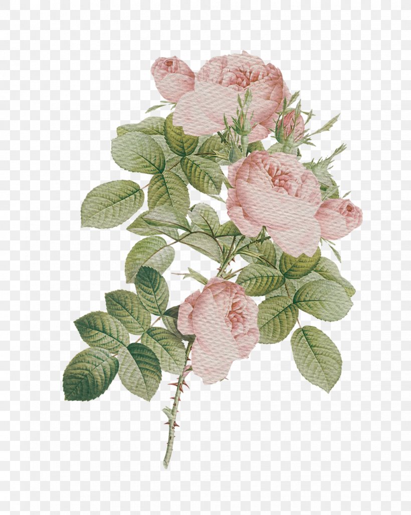Garden Roses Cabbage Rose Cut Flowers Floral Design, PNG, 1021x1280px, Garden Roses, Artificial Flower, Branch, Cabbage Rose, Cloth Napkins Download Free