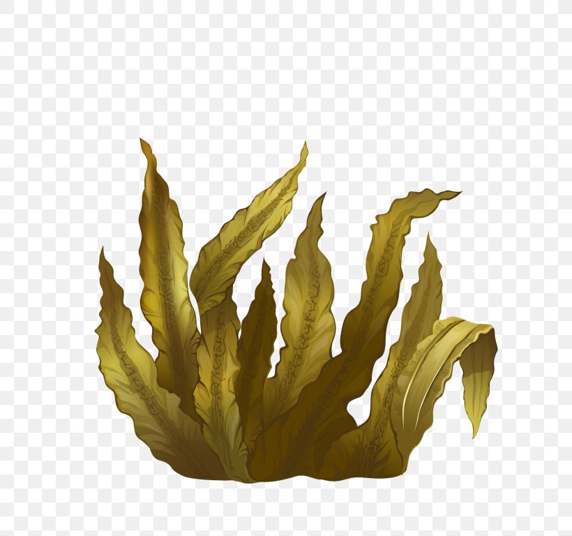 Kelp Seaweed Algae Deep-sea Tangles, PNG, 768x768px, Kelp, Algae, Brown Algae, Flower, Giant Kelp Download Free