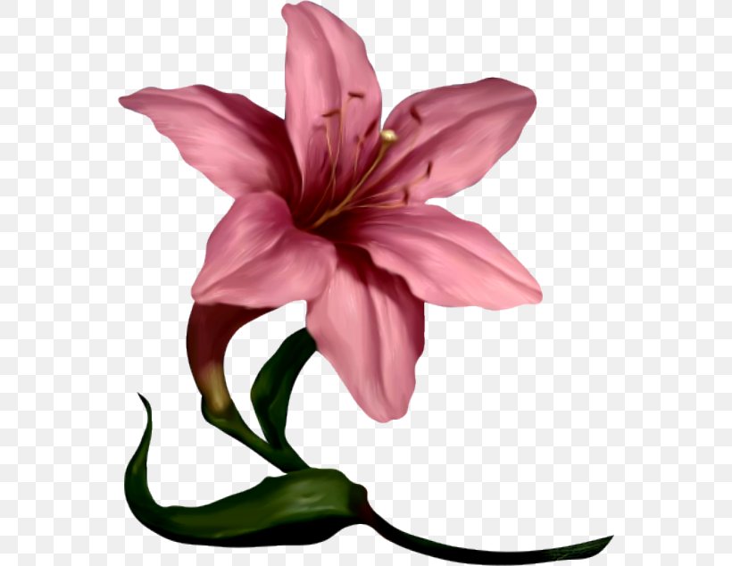 Lilium Flower Pink Clip Art, PNG, 556x634px, Lilium, Art, Common Daisy, Cut Flowers, Fineart Photography Download Free