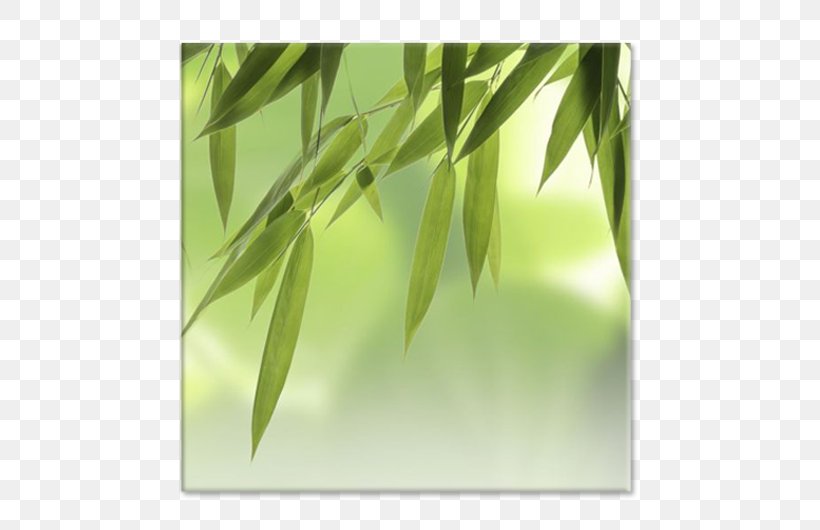 Stock Photography Tropical Woody Bamboos Royalty-free, PNG, 750x530px, Stock Photography, Bamboo, Breathing, Grass, Grass Family Download Free