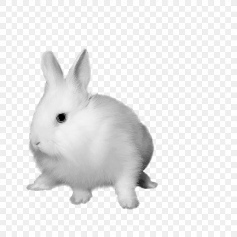 White Rabbit Hare Dutch Rabbit Domestic Rabbit, PNG, 1800x1800px, White Rabbit, Animal, Black And White, Domestic Rabbit, Dutch Rabbit Download Free