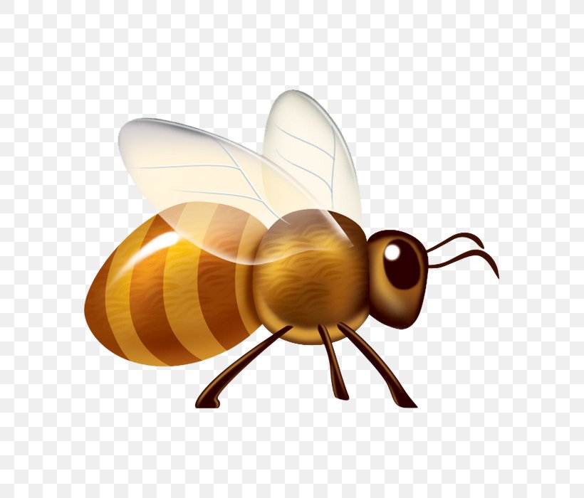 Apidae Insect Cartoon, PNG, 700x700px, Apidae, Apis Florea, Arthropod, Bee, Cartoon Download Free