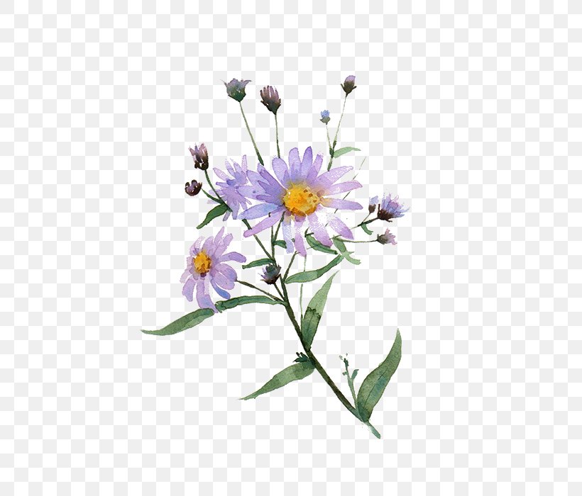 Chrysanthemum Indicum Illustration, PNG, 600x700px, Chrysanthemum Indicum, Aster, Chrysanthemum, Cut Flowers, Daisy Download Free