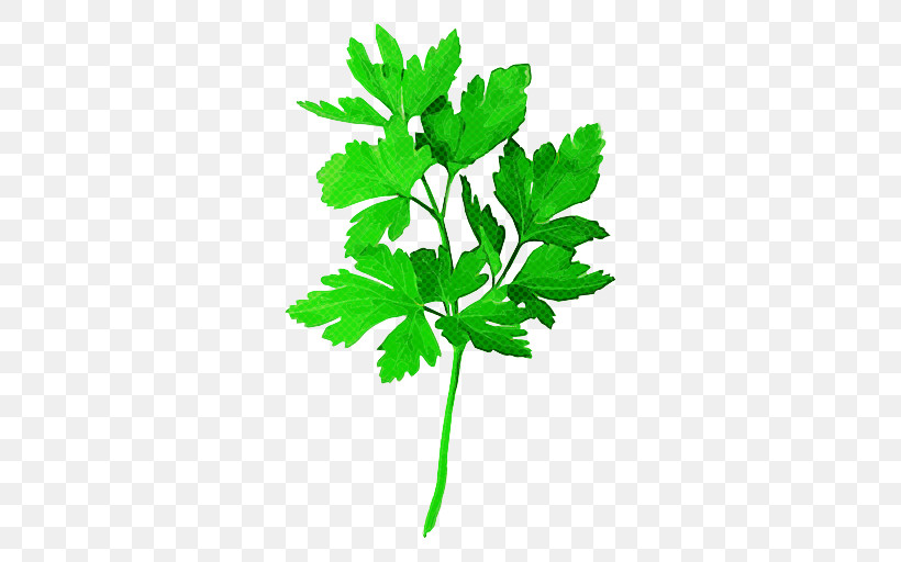 Parsley, PNG, 512x512px, Leaf, Chervil, Culantro, Flower, Herb Download Free