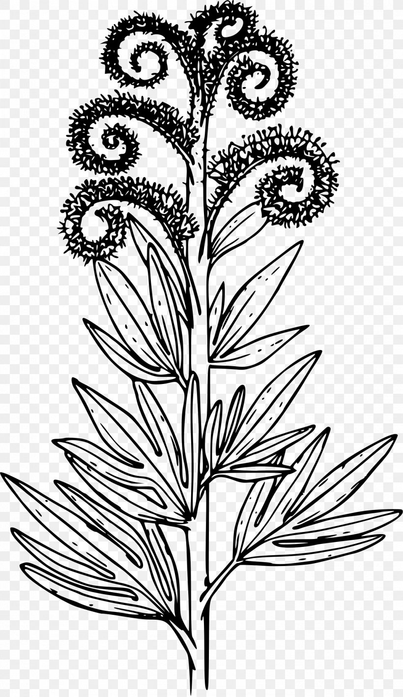 Phacelia Procera Phacelia Sericea Drawing Coloring Book, PNG, 1389x2400px, Phacelia, Annual Plant, Art, Black And White, Branch Download Free