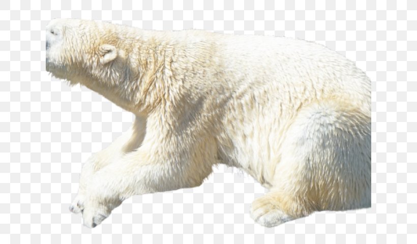 Polar Bear American Black Bear Earless Seal Walrus, PNG, 640x480px, Polar Bear, American Black Bear, Animal, Bear, Brown Bear Download Free