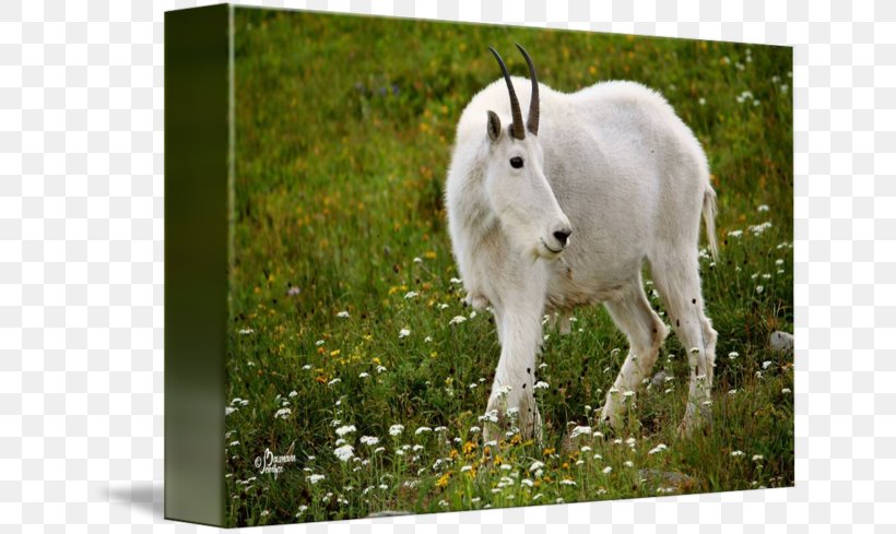 Mountain Goat Pasture Fauna Grazing, PNG, 650x489px, Goat, Cow Goat Family, Fauna, Goats, Grass Download Free