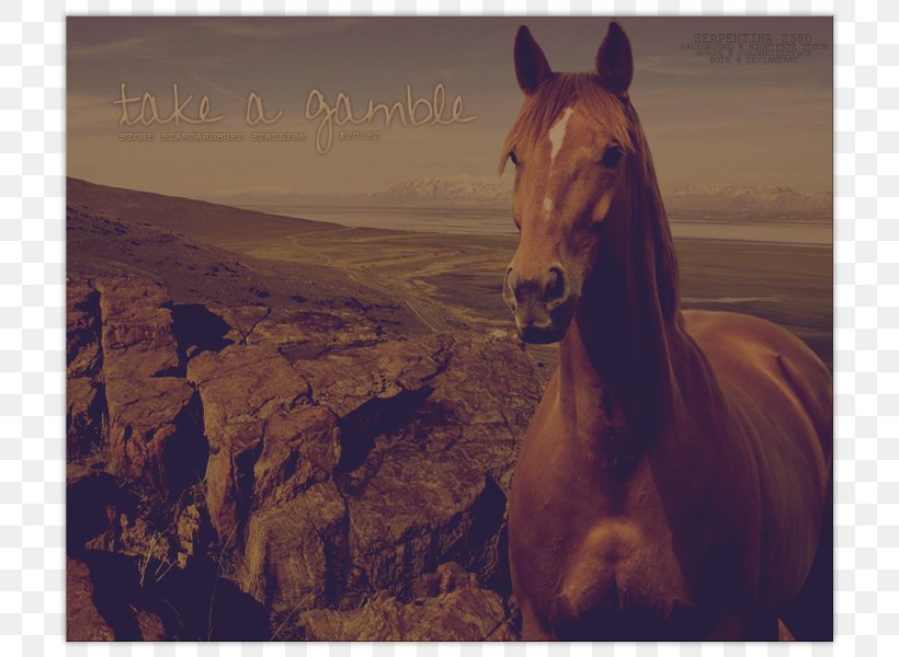 Mustang Stallion Mare Halter Mane, PNG, 800x600px, Mustang, Colt, Ecoregion, Ecosystem, Halter Download Free