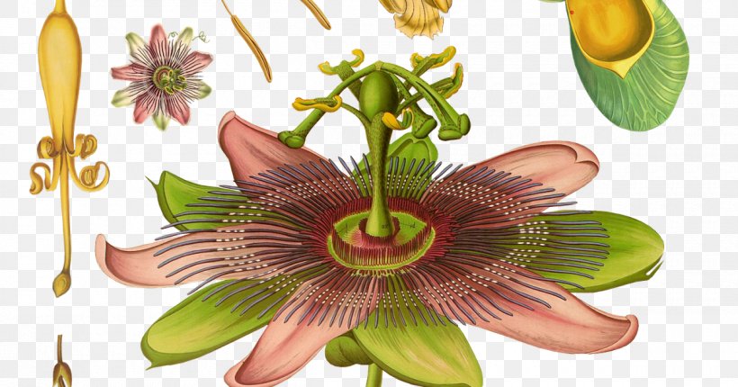 Purple Passionflower Botany Passiflora Caerulea Paper Harry Potter, PNG, 1200x630px, Purple Passionflower, Art, Botany, Eruca Vesicaria, Flora Download Free